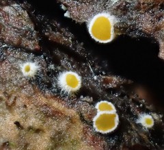 Parachnopeziza miniopsis