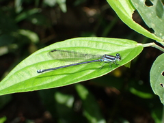 Argia yungensis