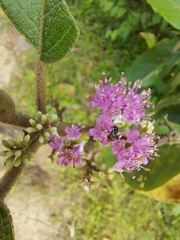 Callicarpa tomentosa