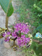 Callicarpa tomentosa