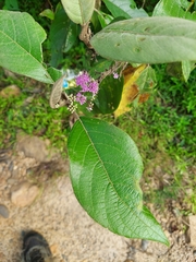 Callicarpa tomentosa