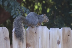 Sciurus niger