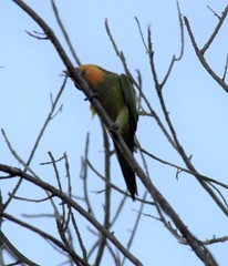 Eupsittula pertinax xanthogenia