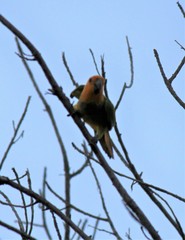 Eupsittula pertinax xanthogenia