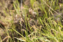 Eremochloa ciliaris