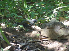 Trochalopteron melanostigma