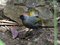 Trochalopteron melanostigma