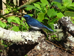 Ficedula superciliaris