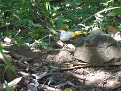 Trochalopteron melanostigma