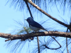 Ficedula superciliaris
