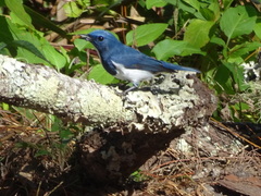 Ficedula superciliaris