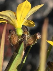 Sisyrinchium graminifolium