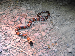 Lampropeltis annulata