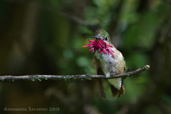 Calliope Hummingbird photo 4