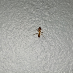 Camponotus