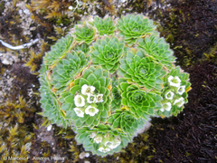 Eudema nubigena