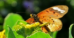 Acraea encedon encedon