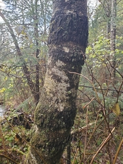 Didymosphaeria oregonensis