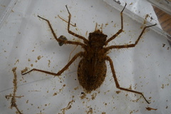 Macromia amphigena