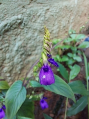 Rhynchoglossum obliquum