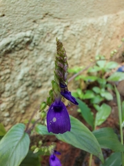 Rhynchoglossum obliquum