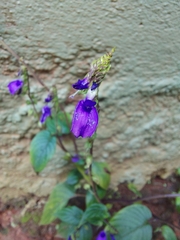 Rhynchoglossum obliquum