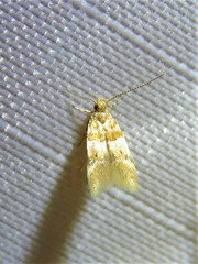 Theisoa constrictella