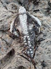 Ogcocephalus