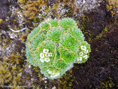 Eudema nubigena