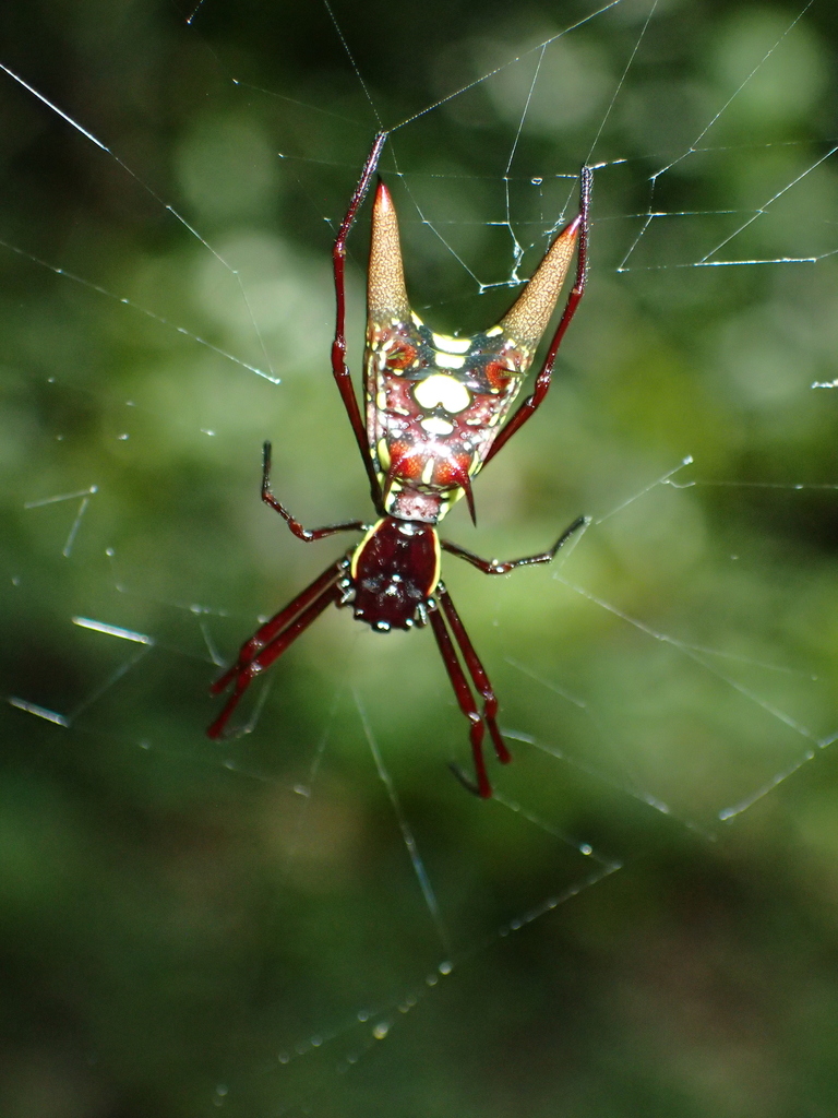 Micrathena coca