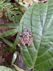 Craugastor stejnegerianus