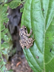 Craugastor stejnegerianus