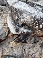 Ogcocephalus