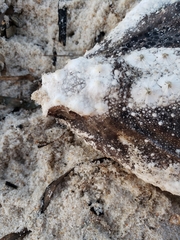 Ogcocephalus
