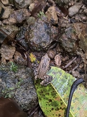 Craugastor underwoodi