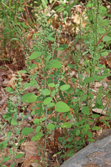 Chenopodium atrovirens