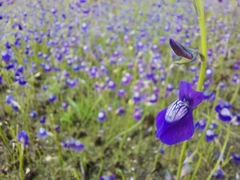 Utricularia reticulata