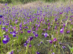 Utricularia reticulata