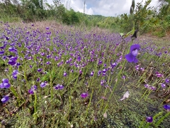 Utricularia reticulata