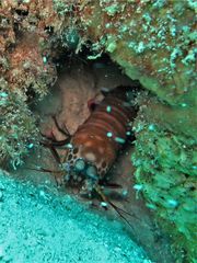 Odontodactylus scyllarus