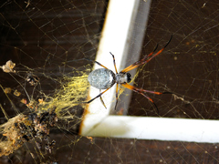 Trichonephila sexpunctata