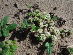 Glehnia littoralis leiocarpa