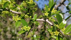 Condalia montana