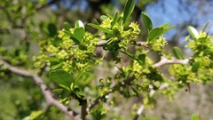 Condalia montana