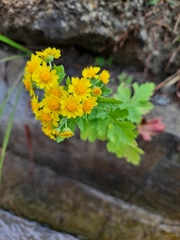 Chrysanthemum lavandulifolium