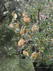 Colutea orientalis