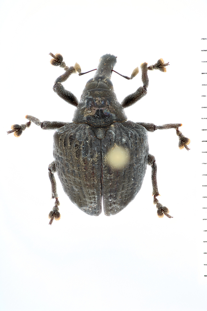 Molytinae