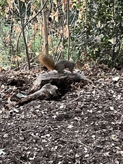 Sciurus niger