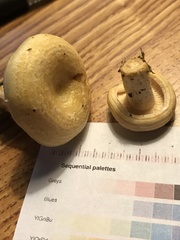 Lactarius yazooensis