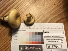 Lactarius yazooensis